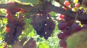 Виноград Руський Конкорд