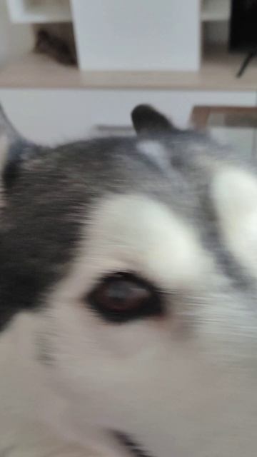 VID_20250320_094258.mp4Наш принц.Его Величество Бендерик💖💖💖 смотреть онлайн