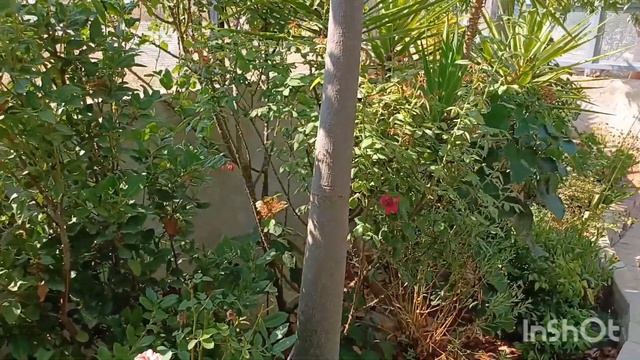 Олины Истории 🏜 Влог #246🌡Лето ах лето..