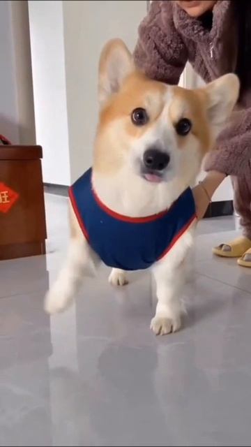 Собаку одели смотреть онлайн