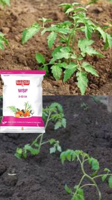 फसलों के लिए बेस्ट खाद | NPK 0 52 34 khad | #drpunitshishodia #farming смотреть онлайн