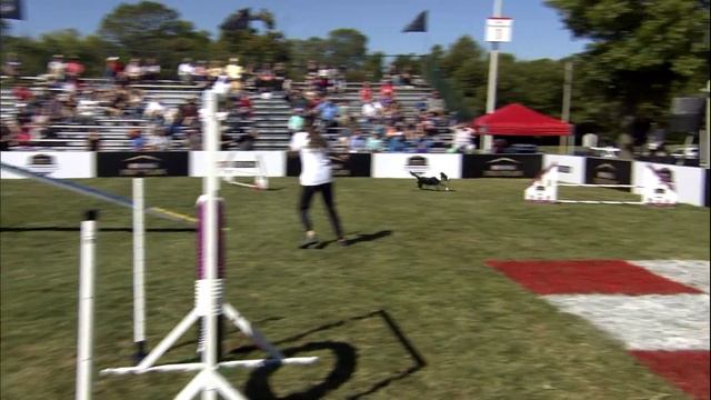 Dog Sports: Medium Dog Agility Obstacle Course смотреть онлайн