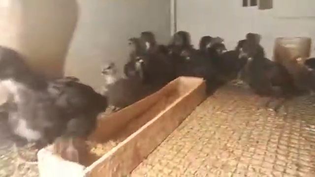 1 ойлик жерси 0999949447 адрес ноокат смотреть онлайн