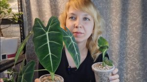 Пересадка алоказии Мишольца и малышки стрелиции