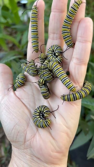 Another clutch of 40-50 monarch caterpillars off to cocoon. 🤗 #monarchbutterfly смотреть онлайн