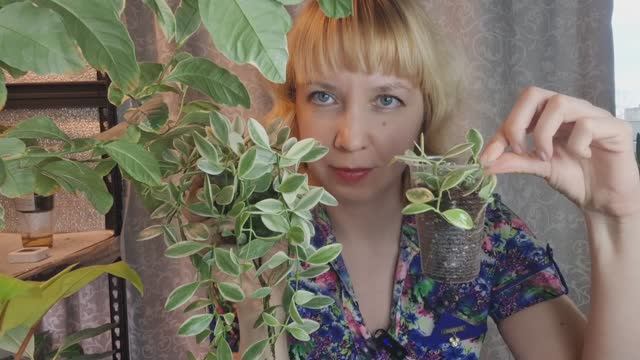 Пересадка дисхидии на фитильный полив смотреть онлайн