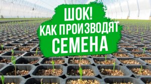 Как мы получаем семена ВЫСОКОГО КАЧЕСТВА?