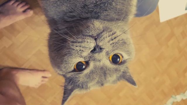 Его Котейшество смотреть онлайн