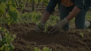 Виноград Преображение характеристика и описание - Ягоды