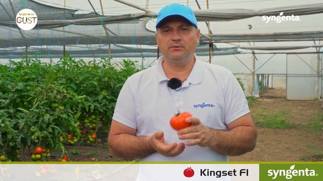 Prezentare Kingset F1 - tomate timpurii, cu creștere nedeterminată смотреть онлайн