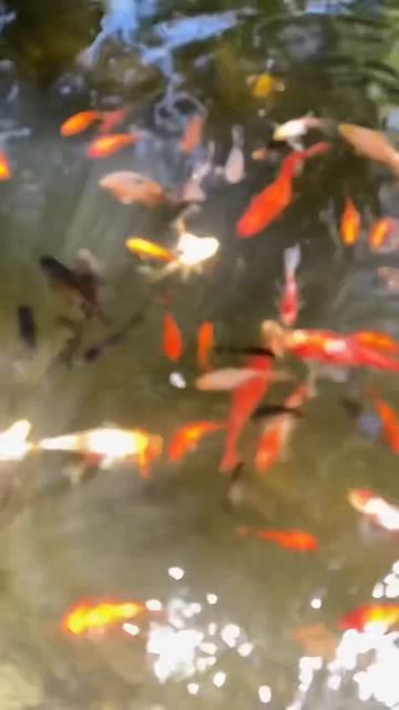 Перенаселенный минипруд смотреть онлайн