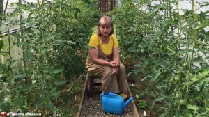 Правильный полив томатов в теплице