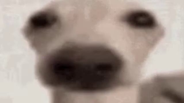 собака нюхает под лютый трек андертейла 1 часть смотреть онлайн