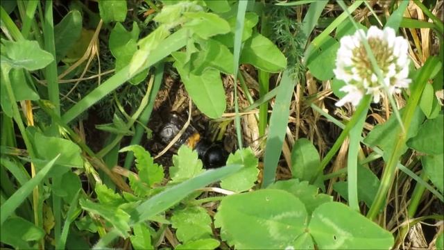 Veldkrekel tjirpt 2.6.17 Field cricket Gryllus campestris смотреть онлайн