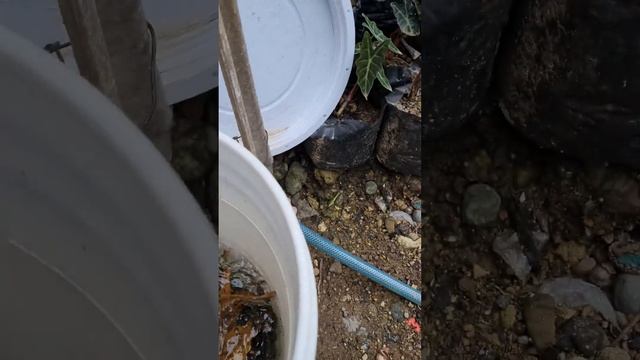 How to Lower pH Level in Your Aquarium: Simple Tips and Tricks смотреть онлайн