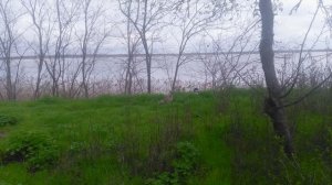 Охота на утку