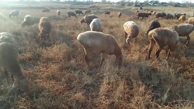 Овцематки на осеннем пастбище смотреть онлайн