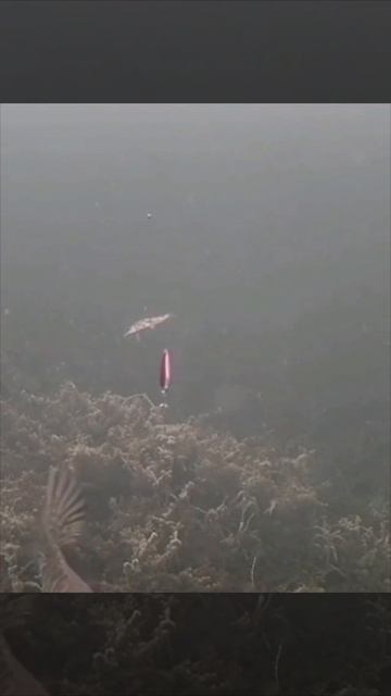 Атака щуки на блесну со льда смотреть онлайн
