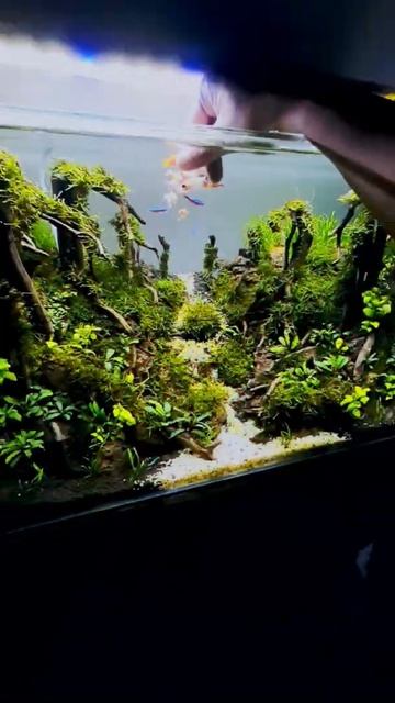 AQUASCAPE - Ikan Neon Tetra, Moly, Zebra ! смотреть онлайн