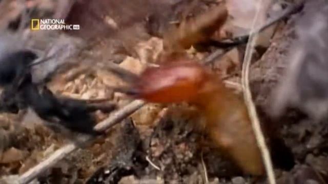 ANIMALES EN GUERRA!/EPICA BATALLA DE ANIMALES/MAS SALUDOS смотреть онлайн