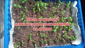 Посев на рассаду низкорослых томатов в марте