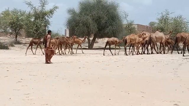 Large group's Camels in Dubai CrossFit/ Pakistan/ Indiana/ Camels group going to Cholistan. смотреть онлайн