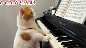 УГАРНОЕ СМЕШНОЕ ВИДЕО  ❤️ Смешные видео про животных🤩Приколы с животными🤩 Любимые кошки ,собаки🤩