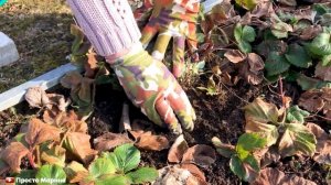 Что делать с клубникой весной.