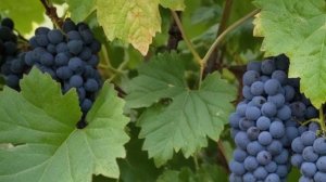 Виноград Кишмиш 342 характеристика и описание, посадка и уход - Ягоды