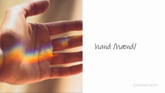 Body Parts With Pictures - Elementary English - Vocabulary Lesson