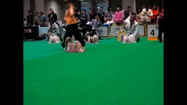 FCI JAPAN INTERNATIONAL DOG SHOW 2010 shih tzu смотреть онлайн