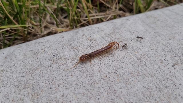 Ants vs centipede смотреть онлайн