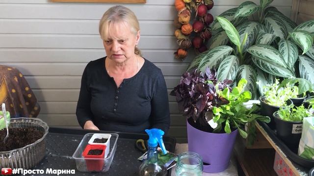 Базилик. Как вырастить из семян.