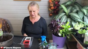 Базилик. Как вырастить из семян.