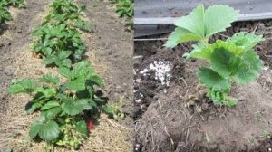 Посадка клубники весной для начинающих Как правильно посадить землянику Схема по