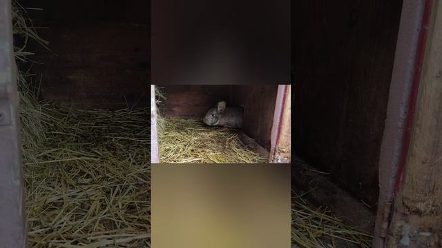 Знакомство с кролем смотреть онлайн