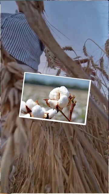 Распродажа эксклюзивных тканей смотреть онлайн