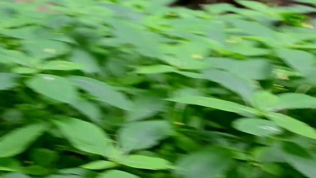 львів смотреть онлайн