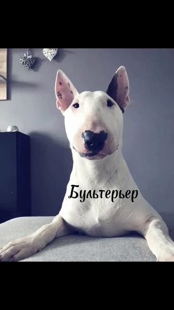 Топ 5 добрых пород собак #собака #породысобак смотреть онлайн
