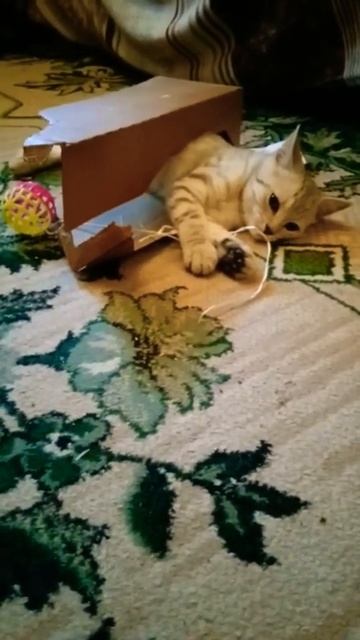 у кота села батарейка смотреть онлайн