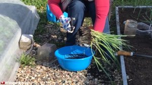 Лучший способ посадки рассады лука в грунт.