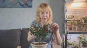 Как пережил зиму Мирт в комнатных условиях, обрезка