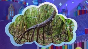 ✨Спокойной ночи, малыши✨211/2024 Ходячая пальма