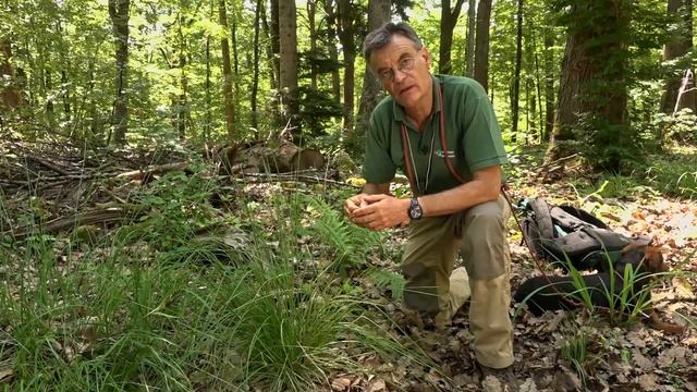 Lehrwanderung: Grasartige Pflanzen смотреть онлайн