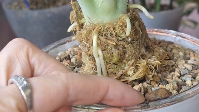 Результаты воздушной отводки через 6 дней смотреть онлайн