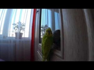 САМЫЙ ВЕСЕЛЫЙ ПОПУГАЙ ТОША ▶️ ЧЕМ ЗАНЯТ ПОПУГАЙ ▶️ зеленый попугайчик TV