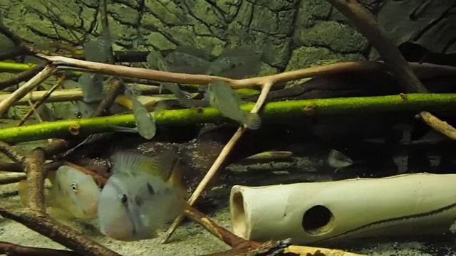 Geophagus mirabilis смотреть онлайн
