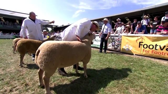 Defaid Charollais Benyw 2+ | Charrolais Ewe 2+ смотреть онлайн