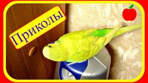 Смешной и забавный попугай Тоша//Приколы с волнистым попугаем