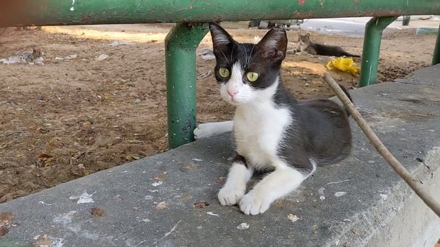 Смешные кошки коты котята 😸 Funny cute feral cats kittens 😻 Kucing lucu Gatos graciosos Chat drôles смотреть онлайн